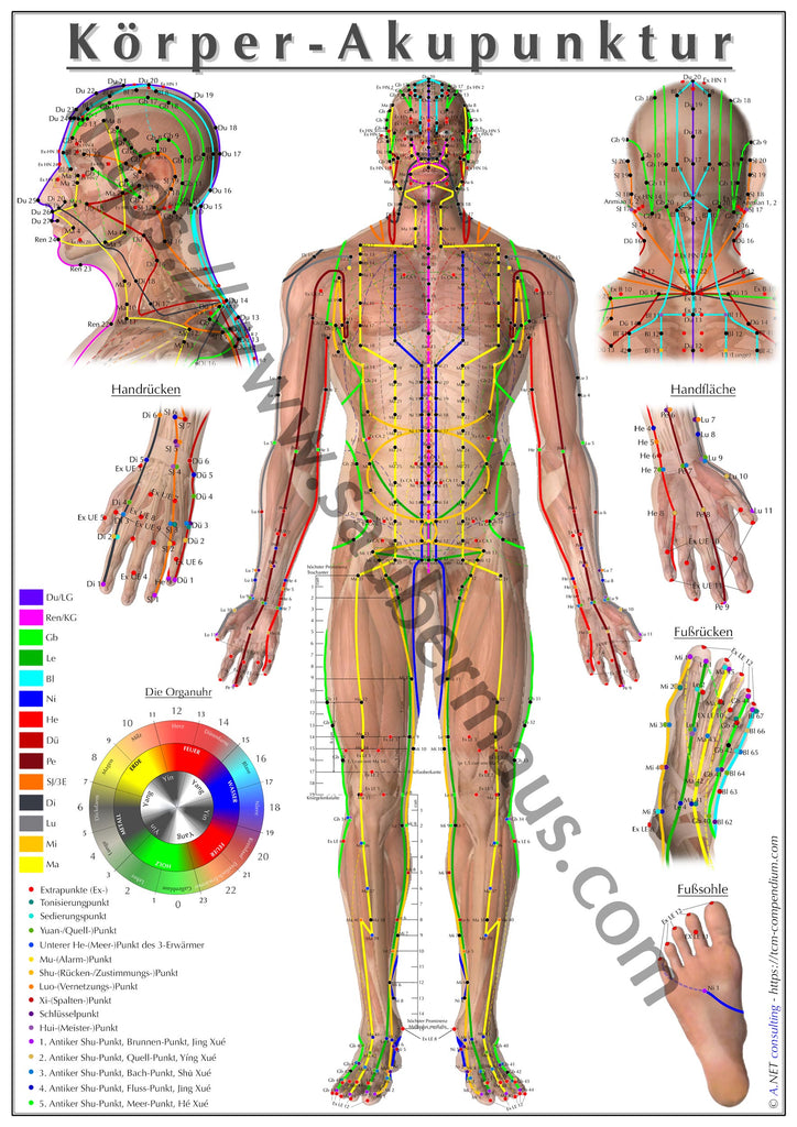 Akupunktur-Poster Frontseite DIN A4 bis A0 (als Download oder laminiert)